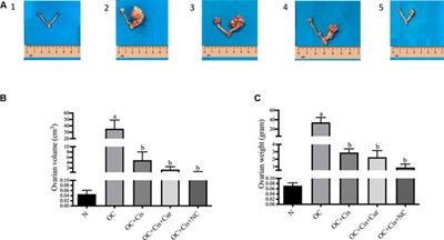 Curcumin Nanoparticle Enhances the Anticancer Effect of Cisplatin by Inhibiting PI3K/AKT and JAK/STAT3 Pathway in Rat Ovarian Carcinoma Induced by DMBA